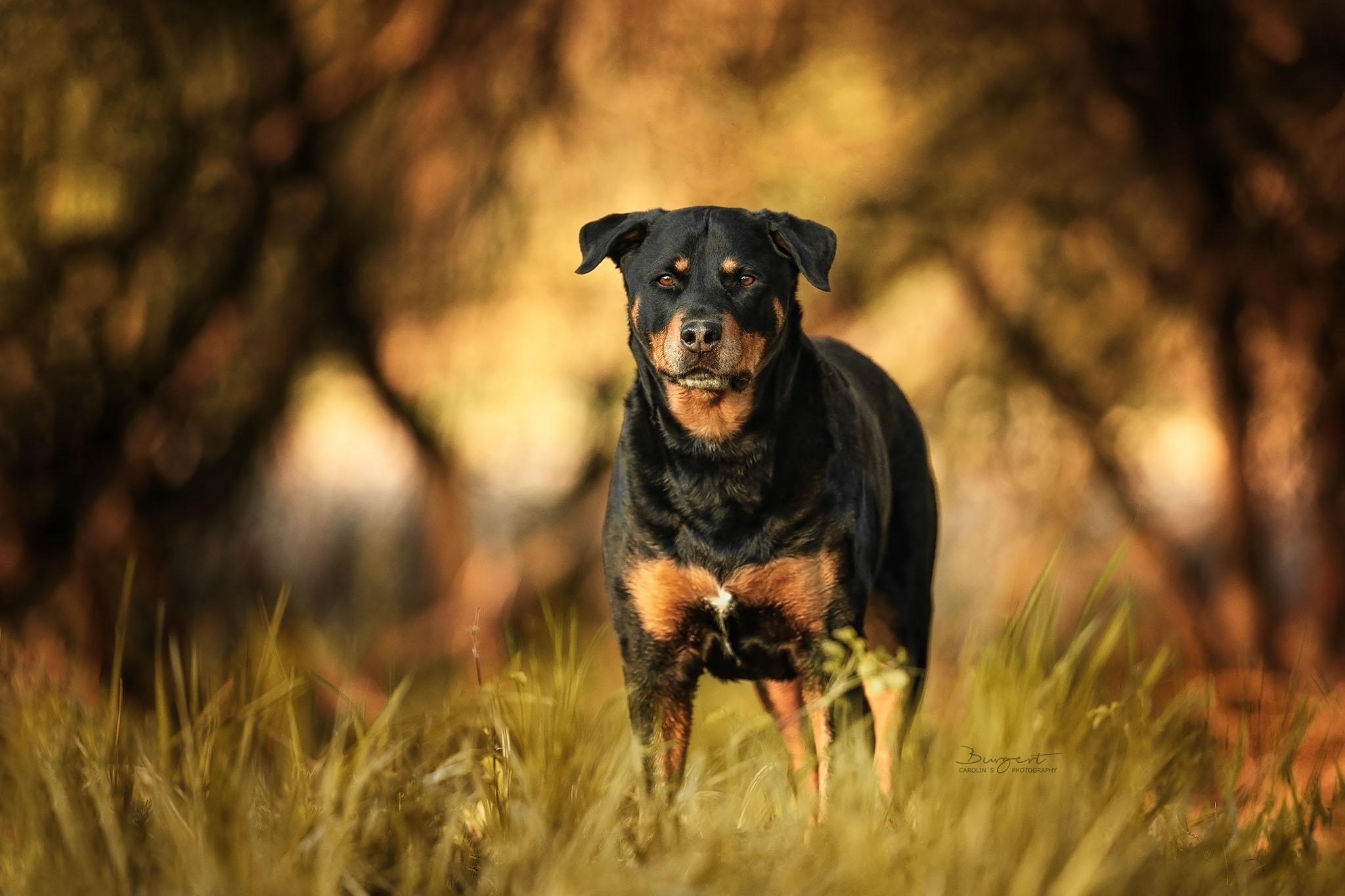 Rottweiler