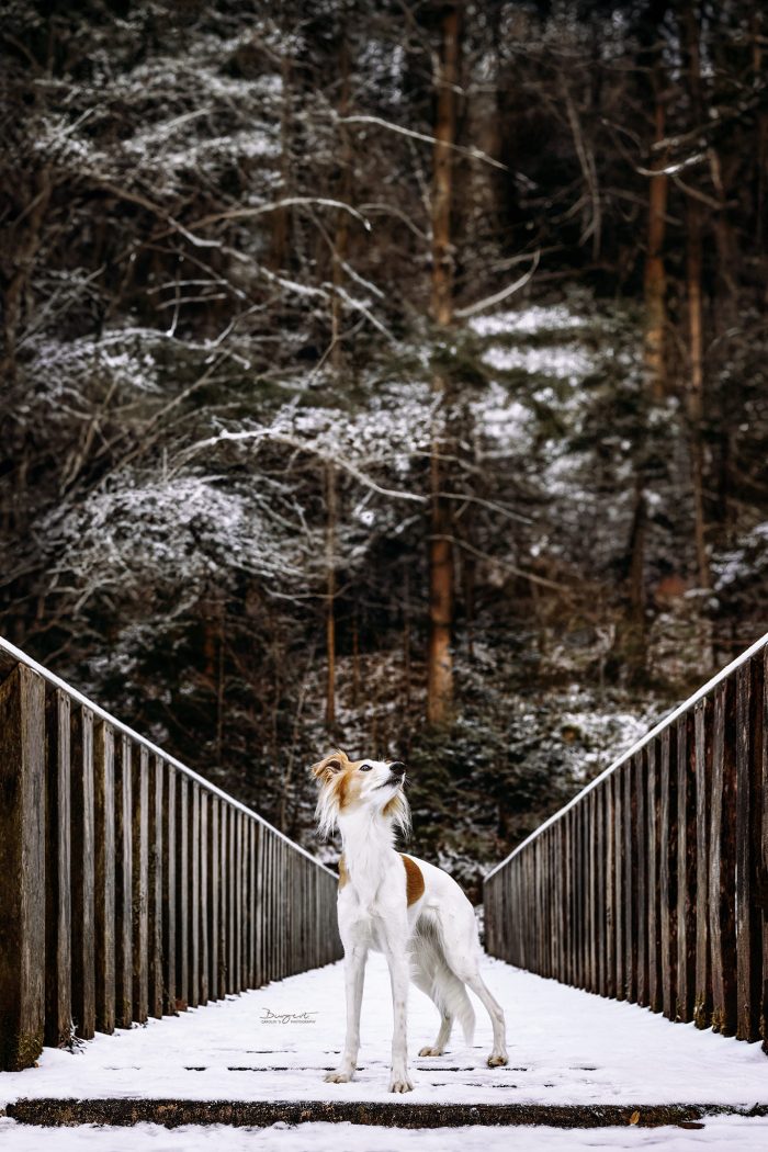 Silken Windsprite auf Holzbrücke im Schwarzwald