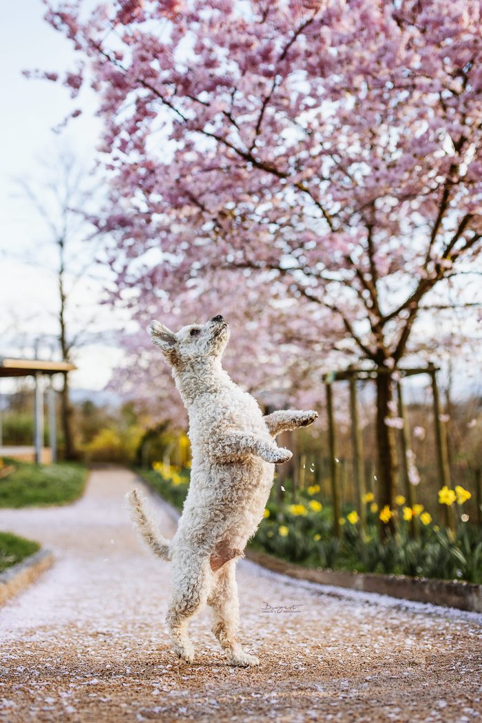 Kleiner Hund unter den Kirschblüten