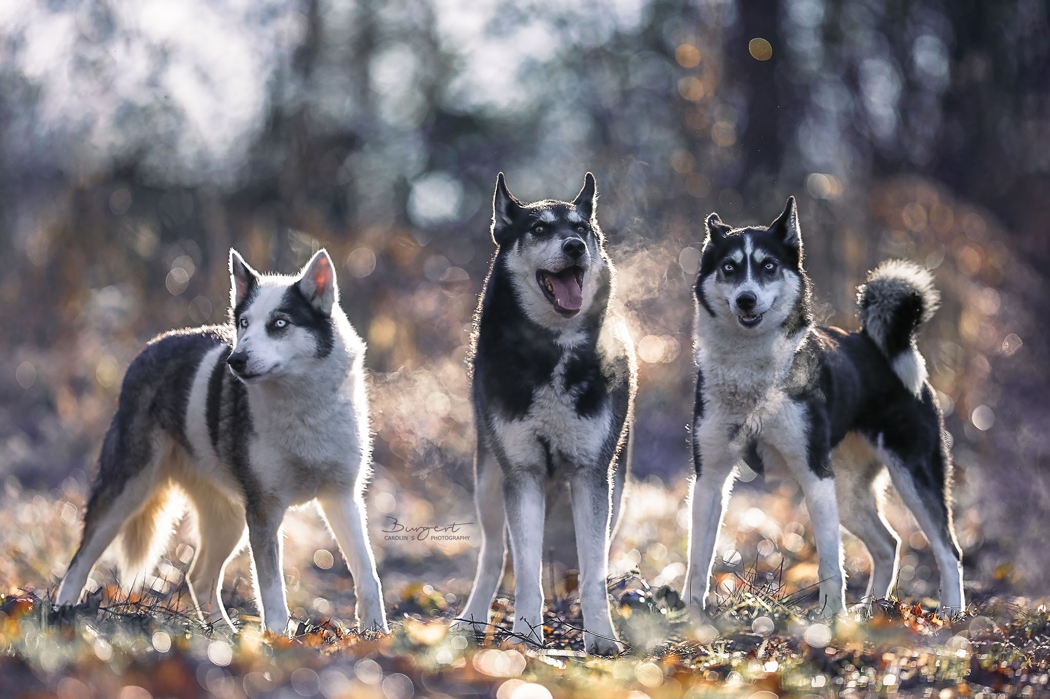 Husky im Winterwunderland