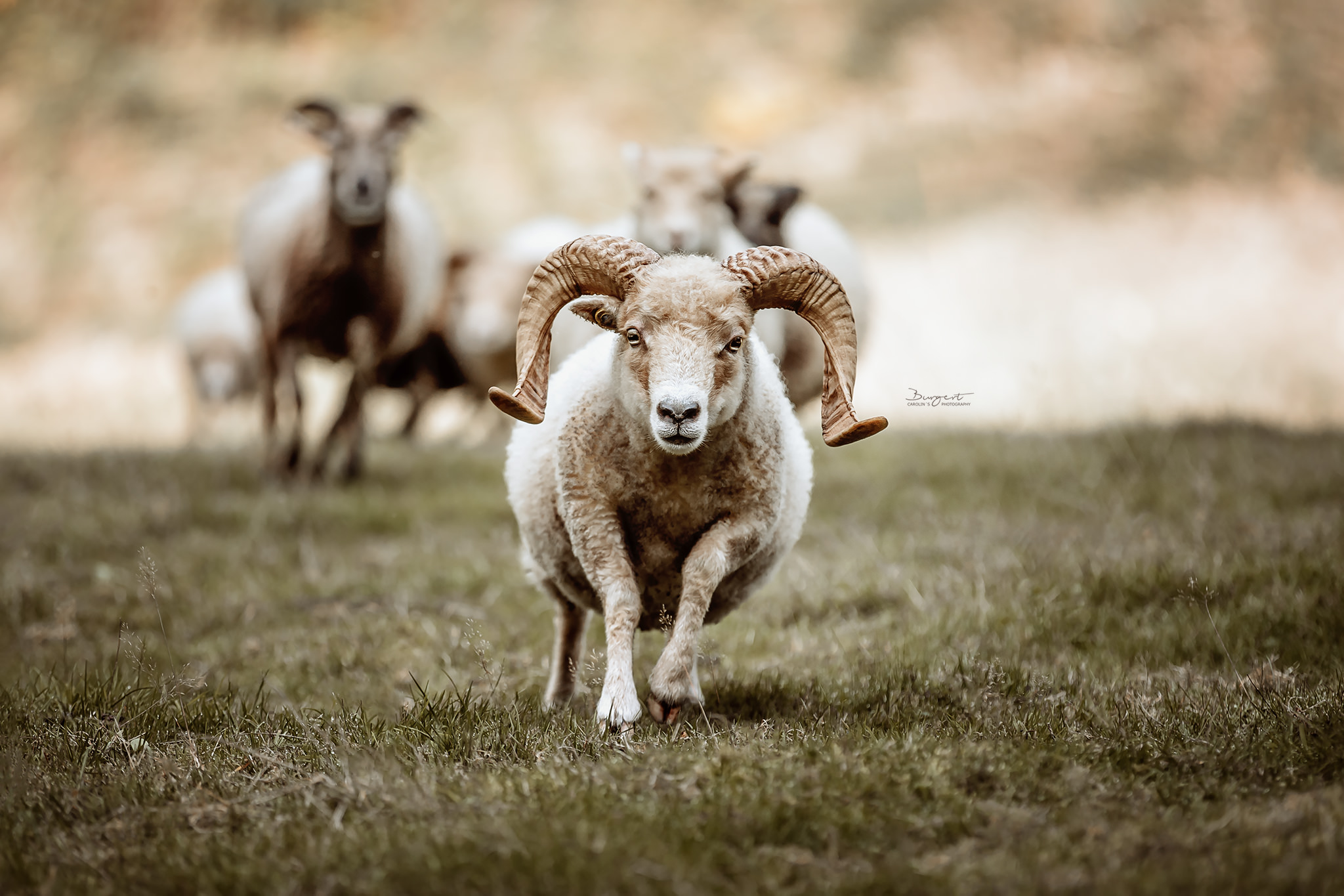 Ouessant Schafe, Bretonisches Zwergschaf