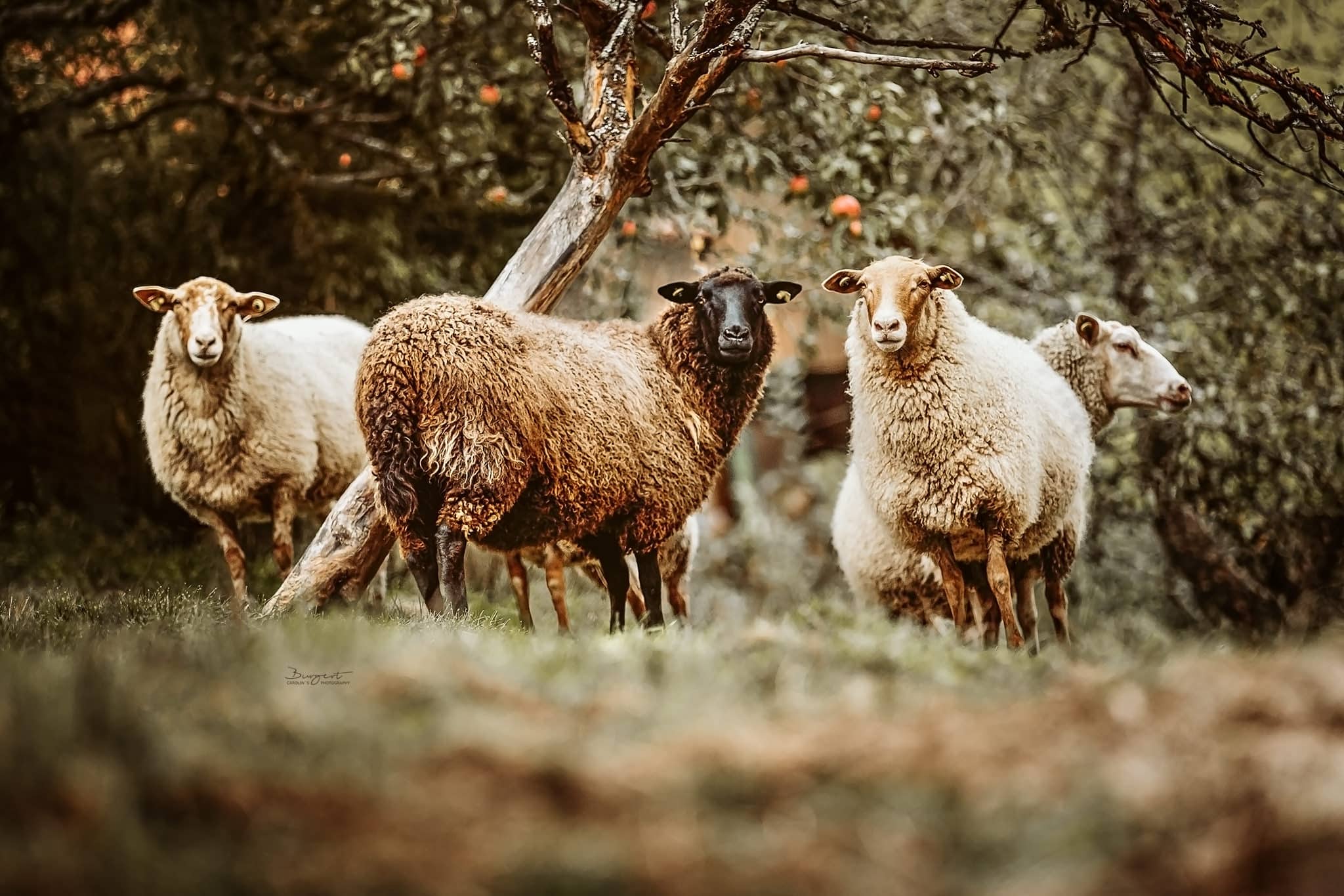 Schafe unter Apfelbäumen