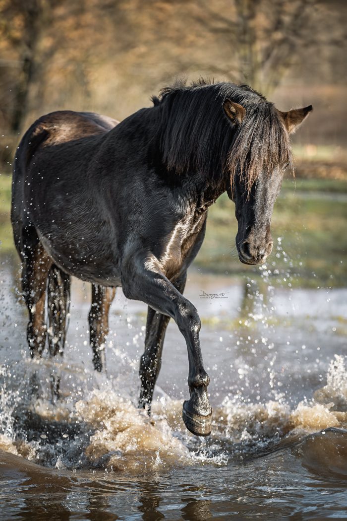 Pferd im Wasser beim Planschen