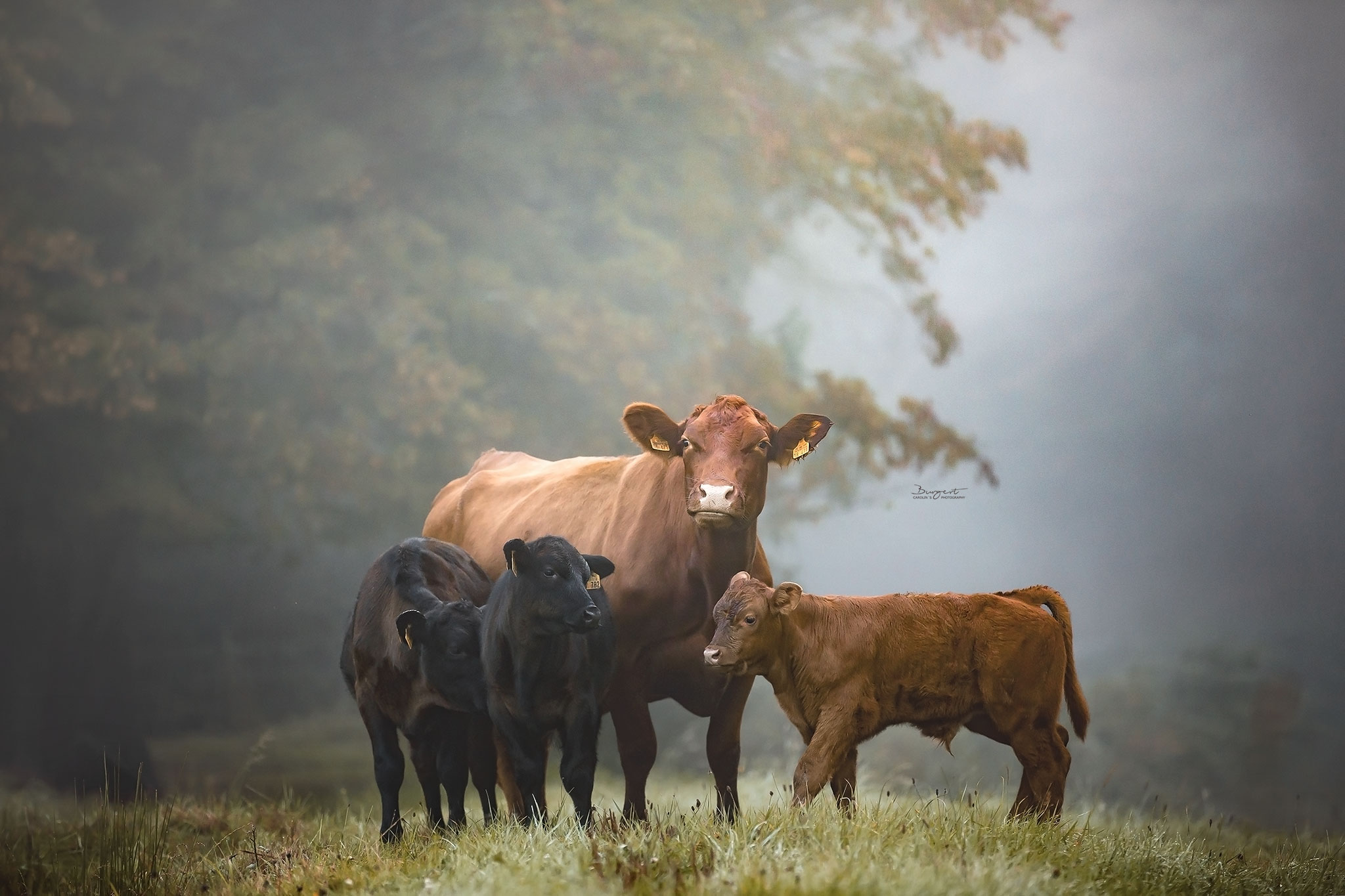 Kuh mit Kälbern auf der Weide